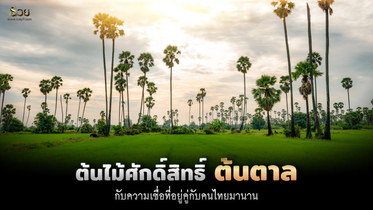 ต้นตาล