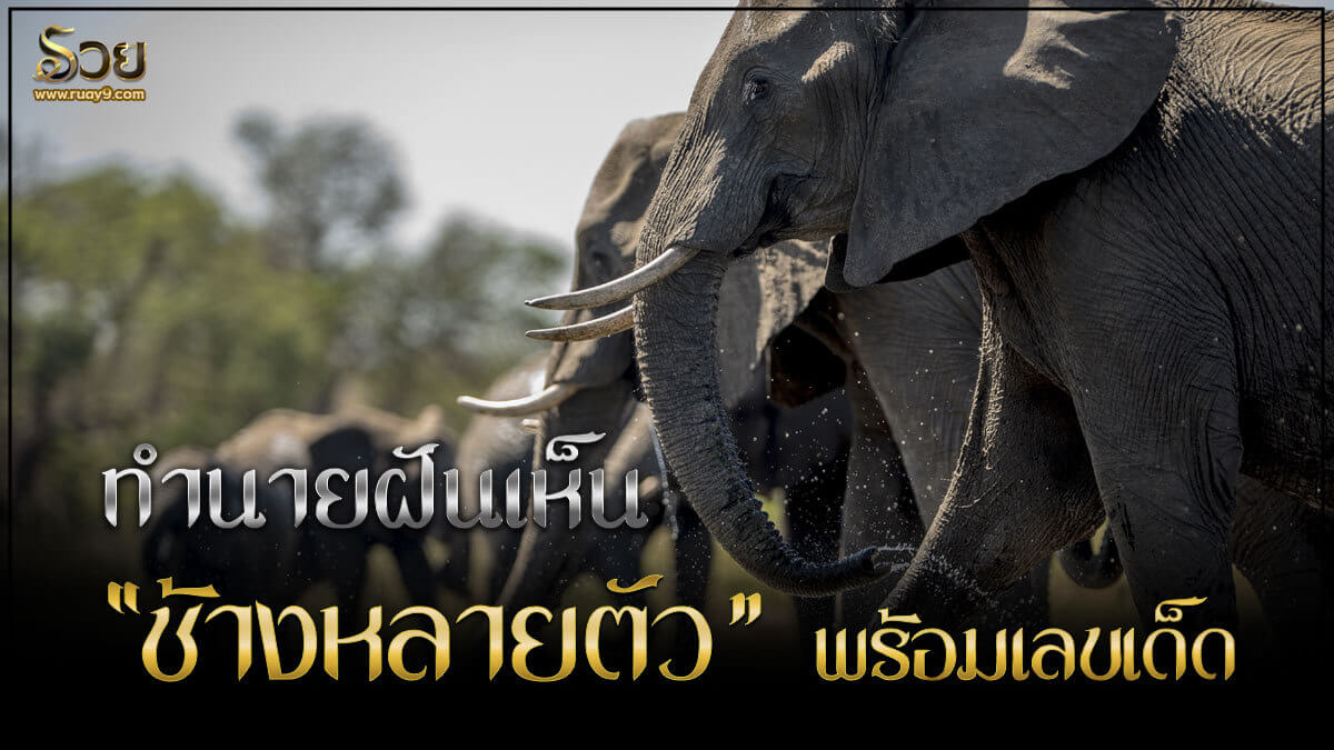 ฝันเห็นช้างหลายตัว