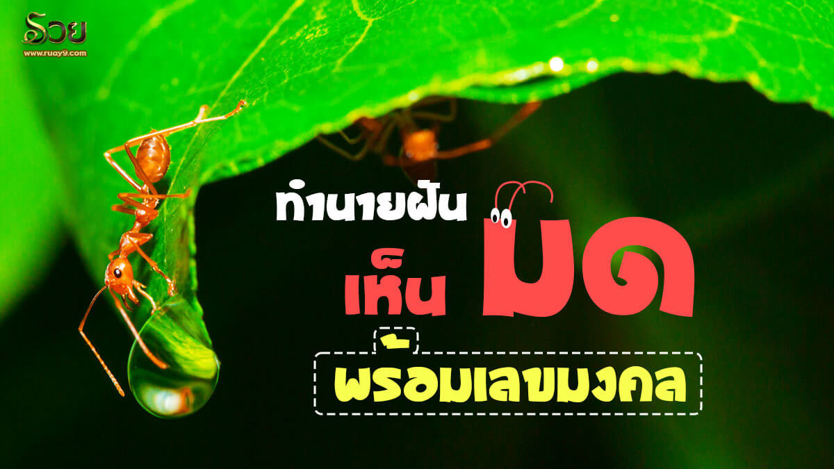 ฝันเห็นมด