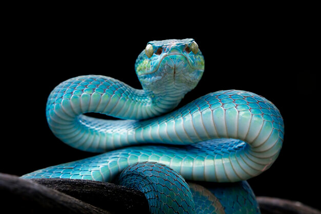 งูสีฟ้า