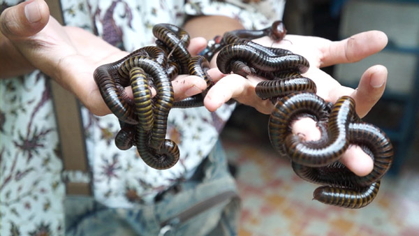 Millipedes in someone hands