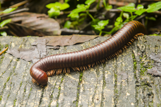 Giant millipede in the tropical jungle forest
