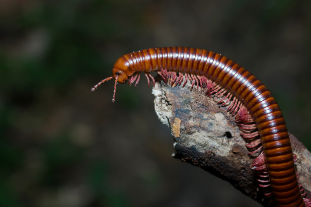 Millipede walking out on a limb
