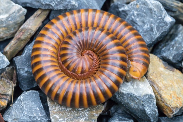 Millipedes curled up on ground