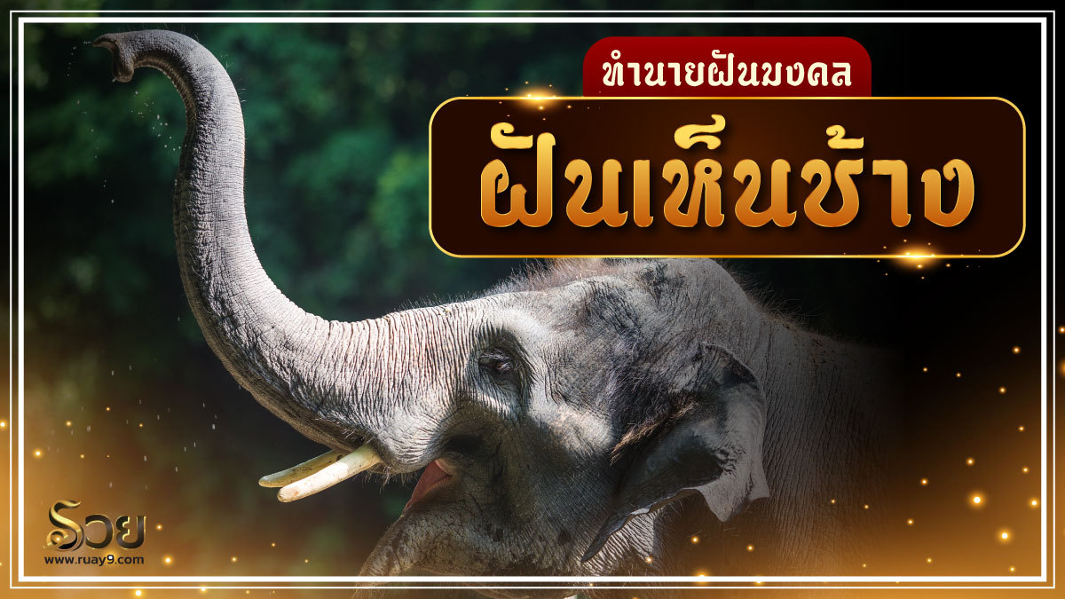 ฝันเห็นช้าง