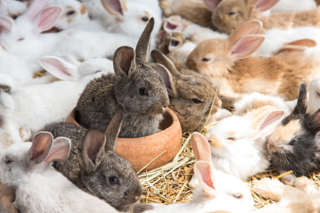 กระต่ายหลายตัว