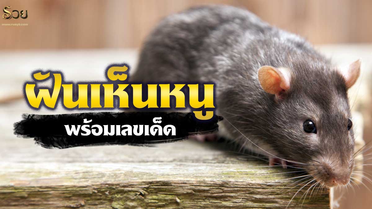 ฝันว่าเห็นหนู