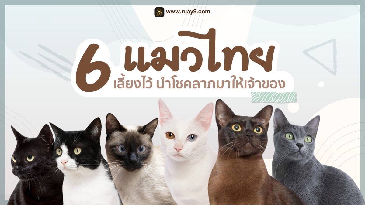 แมวไทย