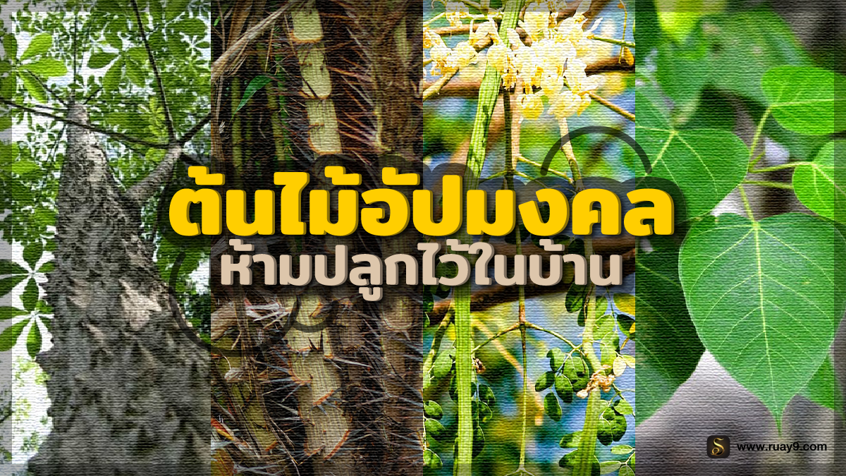 ต้นไม้อัปมงคล