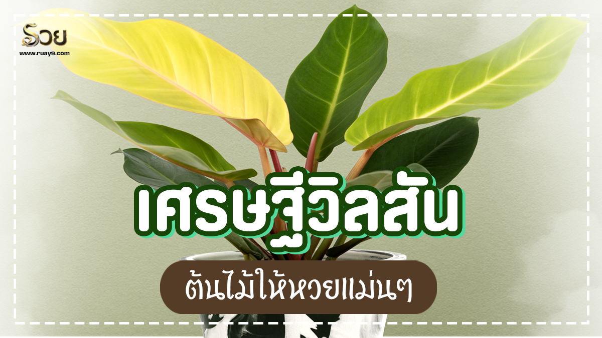 เศรษฐีวิลสัน