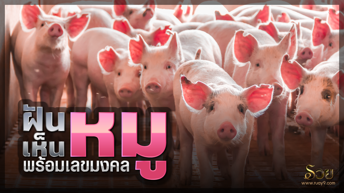 ฝันเห็นหมู
