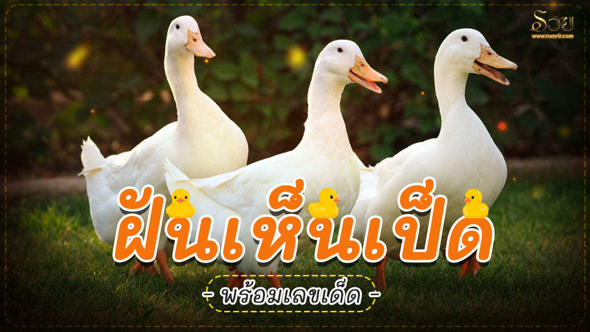 ฝันเห็นเป็ด