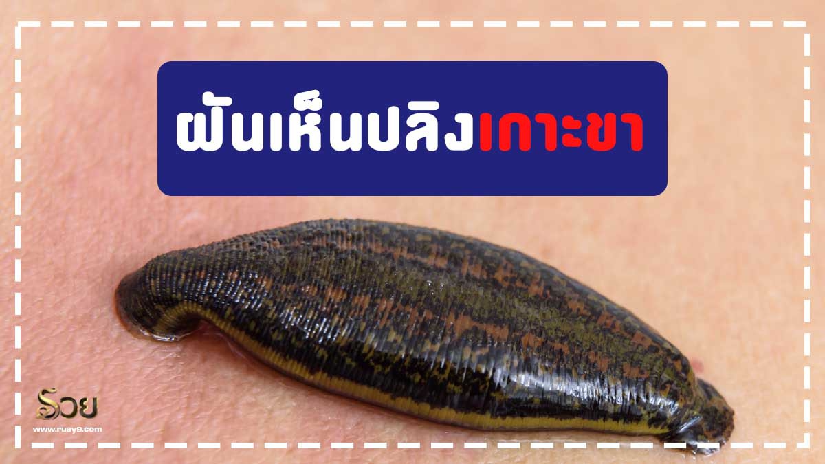 ฝันเห็นปลิงเกาะขา