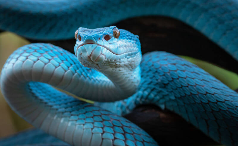 งูสีฟ้า